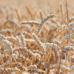 Weeping, Sowing, and Harvesting