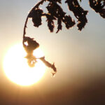 If the Dead are not Raised