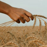 Ligonier Editorial - The Order of the Resurrection