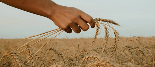 Ligonier Editorial - The Order of the Resurrection